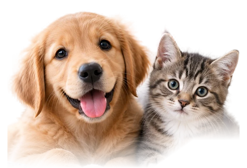 A golden retriever puppy beside a tabby kitten